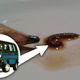 Illustration for article titled Help Us Solve The Mystery Of The Motor Oil Worms